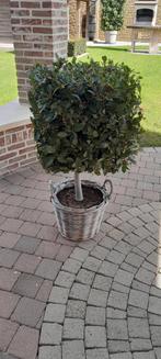 Laurier boom, Tuin en Terras, Ophalen