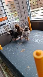 paduakuikens, Geslacht onbekend, Kip