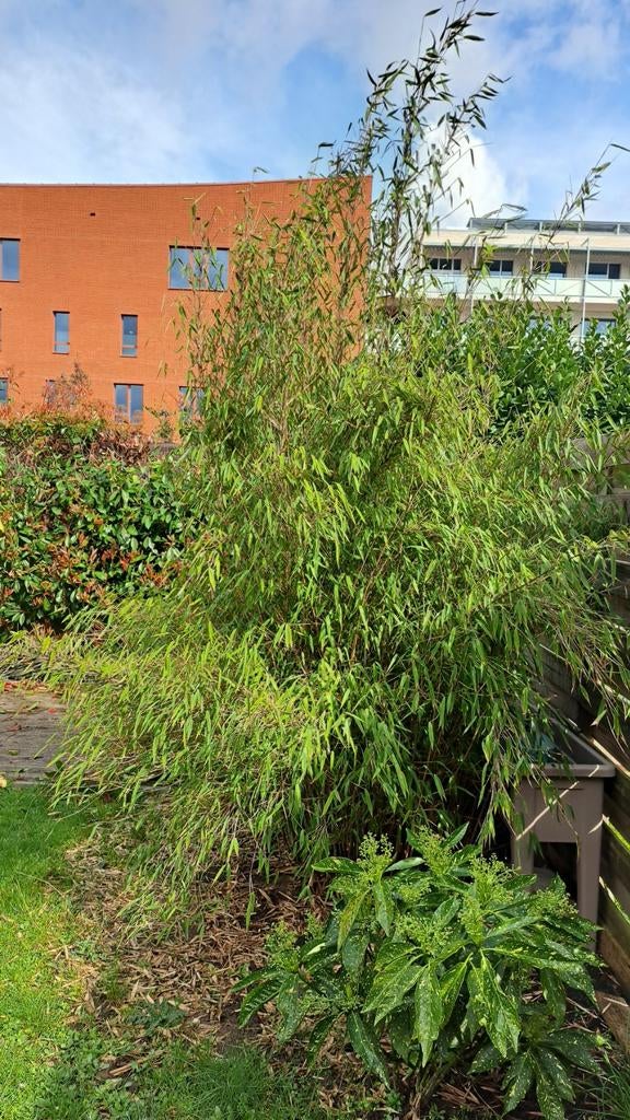 Bambou 3m a venir  déplanter, Jardin & Terrasse, Enlèvement