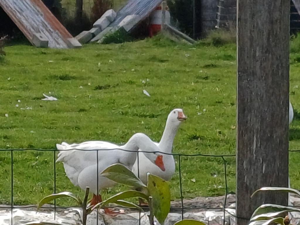 Oie mâle, Animaux & Accessoires, Volatiles, Mâle, Oie ou Cygne