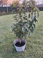Prunus lucetanica (Portugese Laurier), Jardin & Terrasse, Plantes | Arbustes & Haies, Enlèvement, Laurier, Haie, Moins de 100 cm