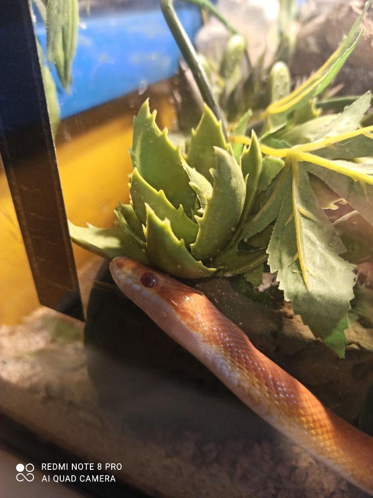 Korenslang + Terrarium enkel afhalen, Dieren en Toebehoren, Slang, Met terrarium, 7 tot 10 jaar