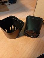 150 Kleine Kweekpotjes 6,5cm, Kunststof, Minder dan 30 cm, Minder dan 60 cm, Ophalen of Verzenden