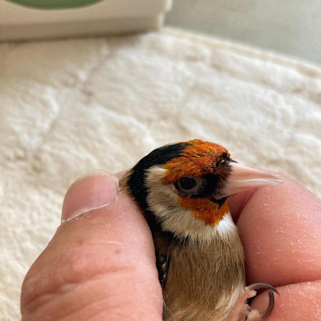 Chardonneret, Animaux & Accessoires