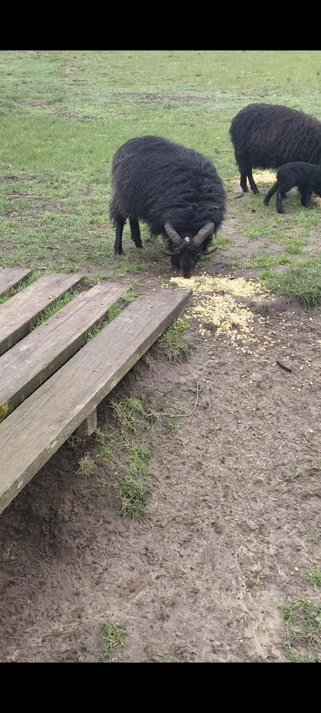 Ouessant schaap ram, Mouton