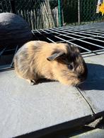 Cavia beertje te koop, Dieren en Toebehoren, Knaagdieren, Februari, Mannelijk, Cavia