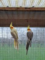 Koppel valkparkieten