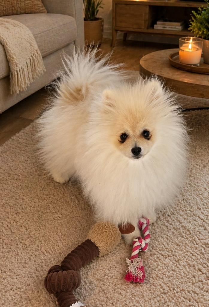 Chiot de Poméranie, Animaux & Accessoires, Loulou, Chien (mâle), Belgique, Un chien