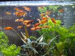 Récupère poisson, plantes, aquarium et accessoires, Animaux & Accessoires, Poissons | Aquariums & Accessoires