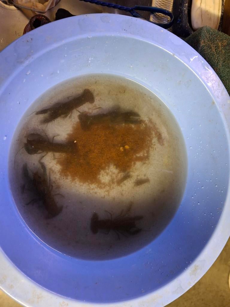 Volwassenen rivier kreeften, Dieren en Toebehoren