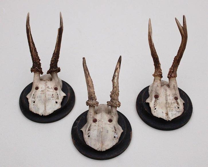 3 x antiek REE GEWEI op houten schild - 1915/1917/1923, Collections, Collections Animaux, Utilisé, Bois ou Tête, Cerf, Enlèvement ou Envoi