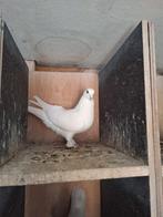 Witte  duivin, Dieren en Toebehoren