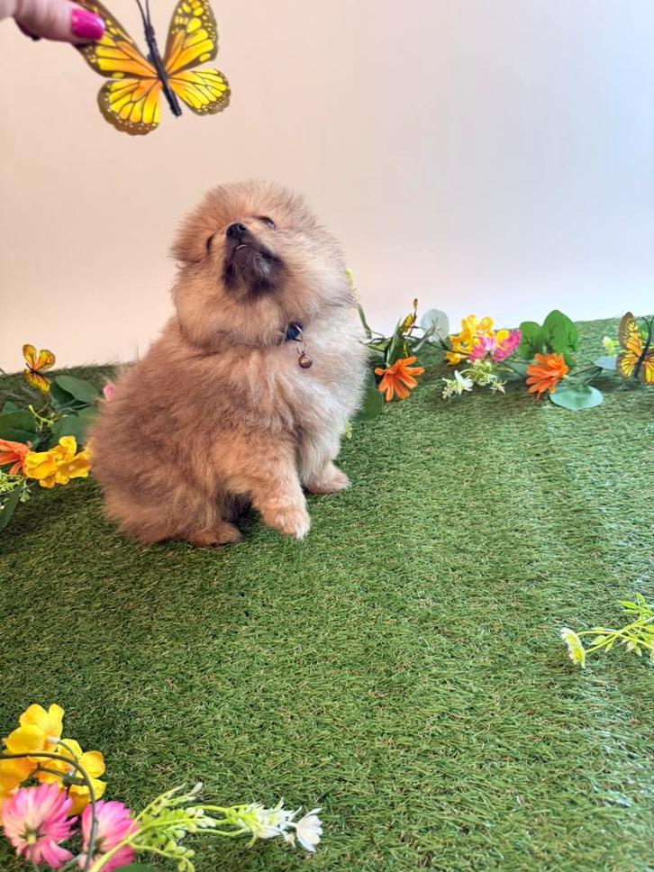 Pomeranian(pomeriaan) puppy’s/dwergkeesje/puppy, Dieren en Toebehoren, Honden | Chihuahua's en Gezelschapshonden, Meerdere dieren