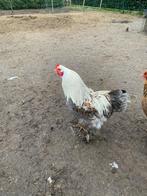 2 Brahma hanen 2025, Mannelijk, Kip