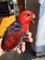 Supertamme edelpapegaaitjes., Femelle, Perroquet, Bagué