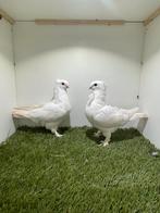 Sierduiven, Dieren en Toebehoren