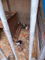 Duitse reus, Dieren en Toebehoren, Konijnen