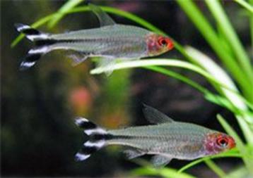 Hobbyaquarium Roodkopzalm/Hemigrammus bleheri mooi op maat  beschikbaar voor biedingen