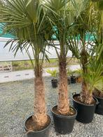 Trachycarpus Fortunei palmboom, Tuin en Terras, Ophalen, Palmboom