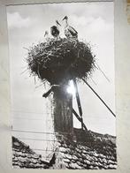 carte postale nid de cigognes à Colmar en France, Verzamelen, Postkaarten | Dieren, Ophalen of Verzenden