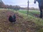 Australorp, Dieren en Toebehoren, Pluimvee