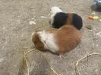Ch Teddy zeugjes, Dieren en Toebehoren, Knaagdieren, Cavia, Vrouwelijk, Tam, Oktober