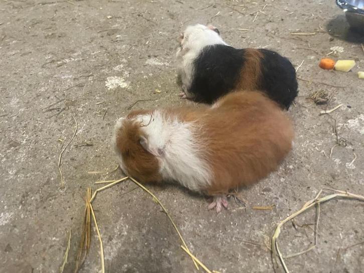 Ch Teddy zeugjes, Dieren en Toebehoren, Knaagdieren, Vrouwelijk, Cavia, Oktober, Tam