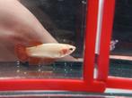 Topkwaliteit betta vrouw Cambodian, Dieren en Toebehoren, Vis