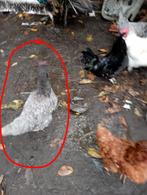 Kippen, Dieren en Toebehoren, Pluimvee