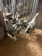 Appenzeller spitskuif, Dieren en Toebehoren, Pluimvee, Vrouwelijk, Kip