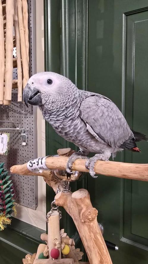 Super tamme grijzeroodstaarten, Dieren en Toebehoren, Vogels | Parkieten en Papegaaien