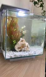 Aquarium superfish, Dieren en Toebehoren, Ophalen, Zo goed als nieuw