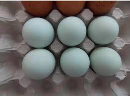 Olive egger eitjes, Dieren en Toebehoren, Pluimvee