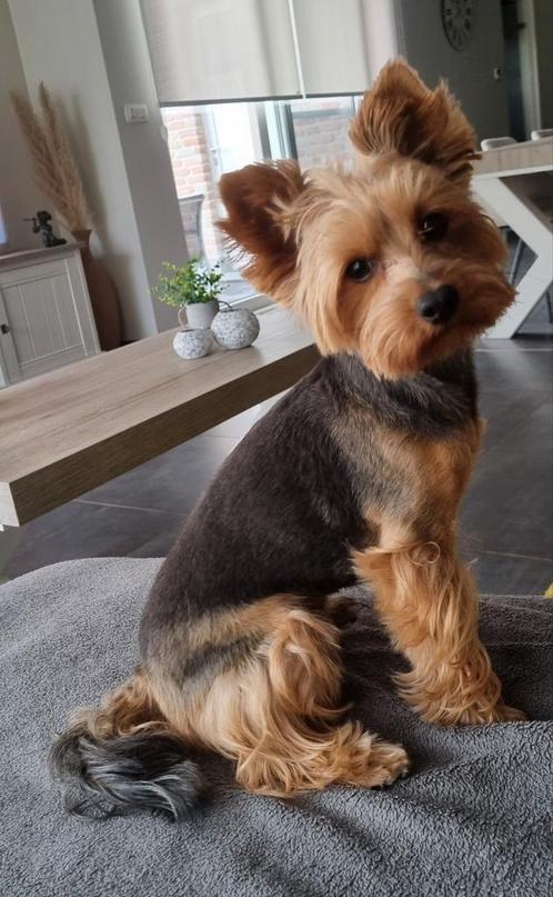 Yorkshire terrier REU, Dieren en Toebehoren, Honden | Dekreuen, Reu, Particulier, Eén hond, België, 3 tot 5 jaar, CDV (hondenziekte)