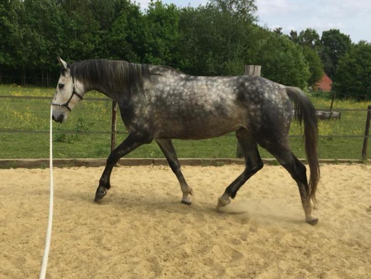 recreatiepaard Ruin 1.75m - 9j, Dieren en Toebehoren, Paarden, Ruin, Zadelmak, 170 tot 175 cm, 7 tot 10 jaar, Recreatiepaard, Met stamboom