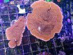 Rode montipora, Dieren en Toebehoren