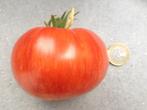 5 zaden gestreepte bicolor tomaat Solar flare BIO, Verzenden, Voorjaar, Zaad