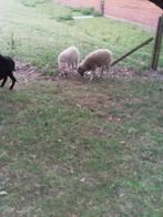 quessant schaapjes, Meerdere dieren, Schaap, 0 tot 2 jaar