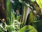 Campoma El Tigre guppy endler, Animaux & Accessoires, Poissons | Poissons d'aquarium