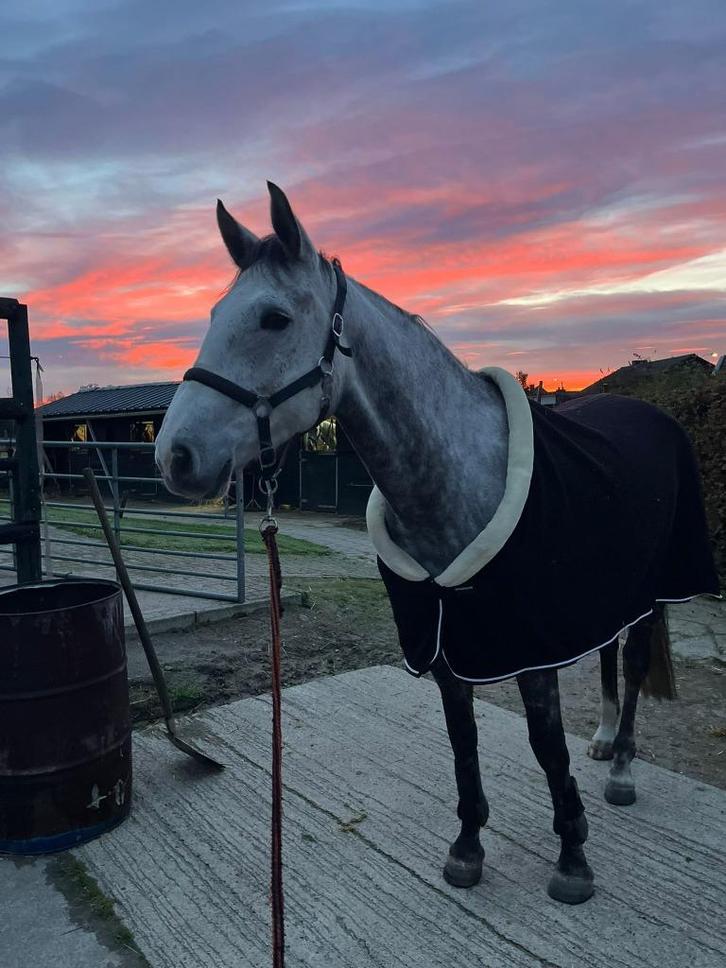 Knappe 5-jarige merrie, Dieren en Toebehoren, Paarden, Merrie, B, 160 tot 165 cm, 3 tot 6 jaar, Springpaard, Met stamboom, Gechipt