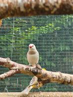 Diamantvink, Dieren en Toebehoren, Vogels | Overige Vogels