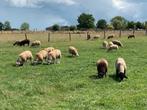 Stamboek swifters, Dieren en Toebehoren, Schapen, Geiten en Varkens, Mannelijk, Schaap, 0 tot 2 jaar