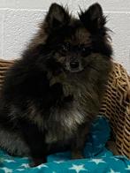 Spitz allemand, Animaux & Accessoires, Chiens | Huskys, Loulous & Types primitifs, 15 semaines à 1 an, Loulou, Chien (mâle), Belgique