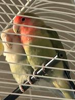 Cage inseparable grande couple, Animaux & Accessoires, Oiseaux | Accessoires, Enlèvement ou Envoi