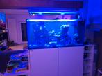 Redsea Peninsula 500 Aquarium, Ophalen, Gebruikt, Gevuld zeewateraquarium