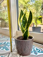 Sanseveria - vrouwentong in potje, Huis en Inrichting, Kamerplanten, Ophalen, Overige soorten, Halfschaduw, In pot