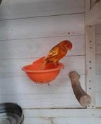 Kanariekoppel harlekijn, Dieren en Toebehoren, Vogels | Kanaries, Meerdere dieren, Kleurkanarie