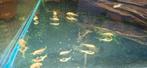 L144 albino plecos (algeneter), Dieren en Toebehoren, Vis, Zoetwatervis