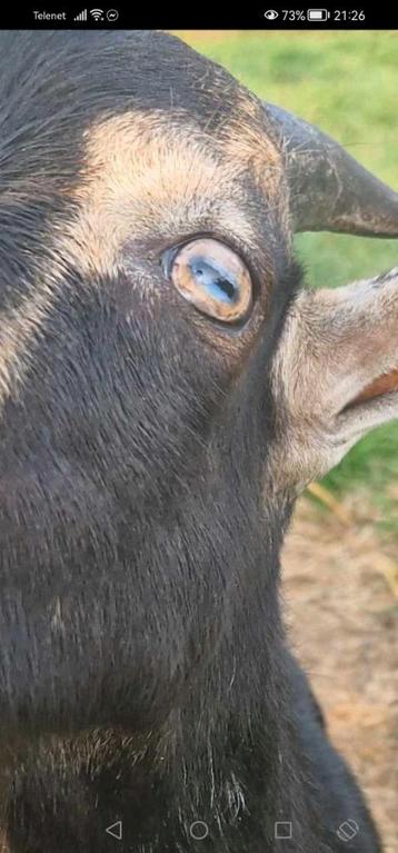 1 black and tan geitenbokje met blauwe pigment in de ogen.  beschikbaar voor biedingen