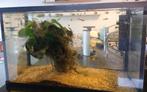 Aquarium met vissen en toebehoren, Enlèvement, Utilisé, Aquarium d'eau douce rempli